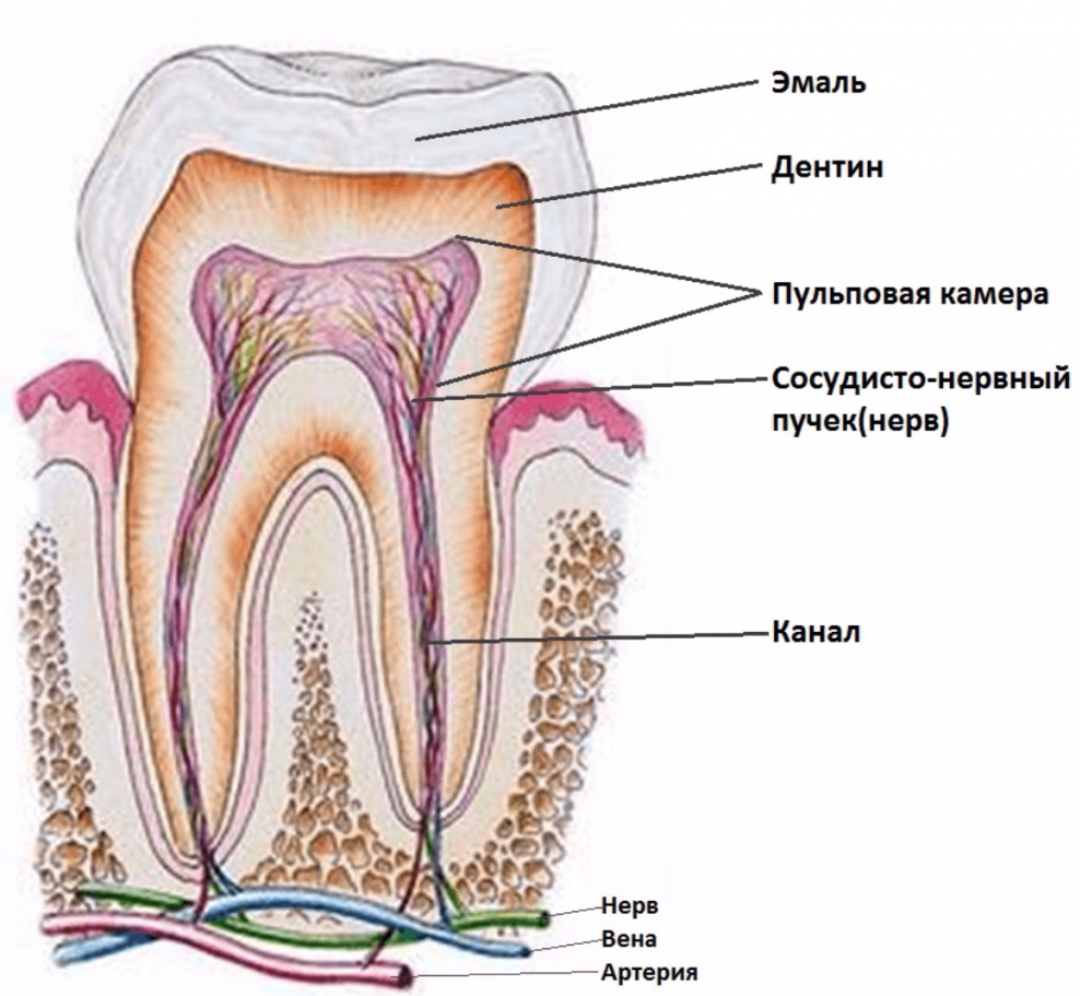 Строение зуба воспаление пульпы. Пульпа зуба анатомия зуба. Строение зуба кариес пульпит. Зубной нерв строение зуба.